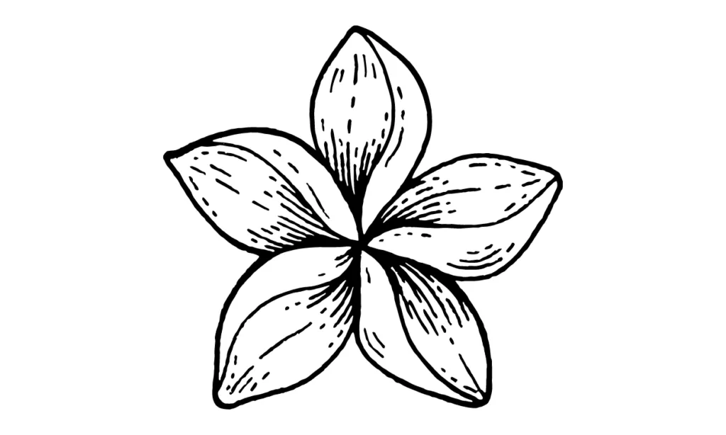 Sketsa Bunga Kamboja