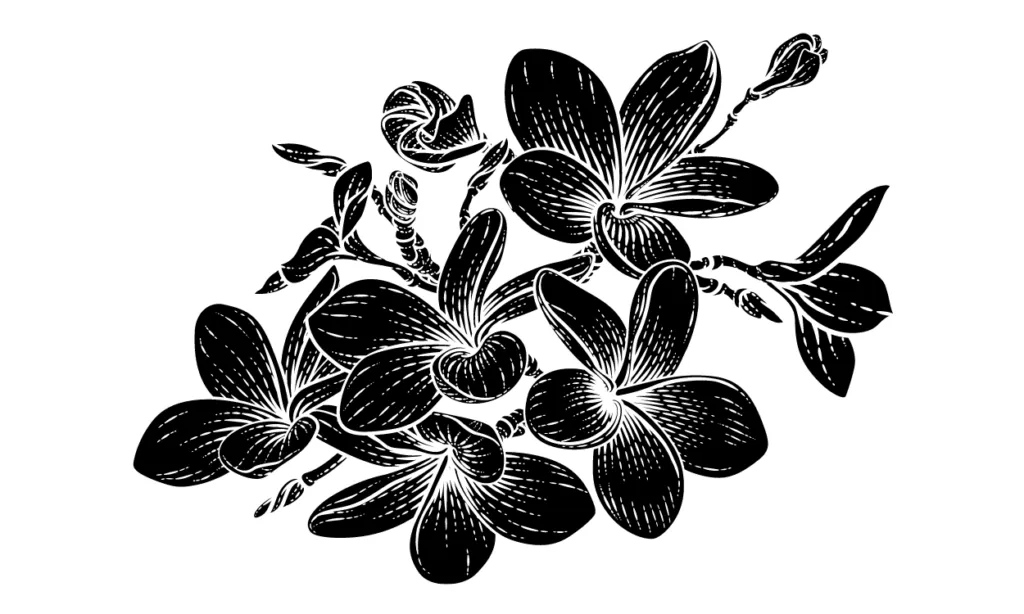 Sketsa Bunga Kamboja