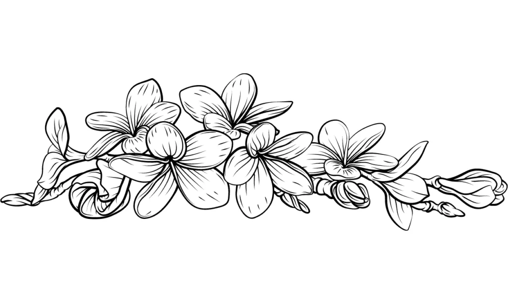 Sketsa Bunga Kamboja