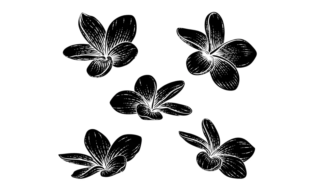 Sketsa Bunga Kamboja