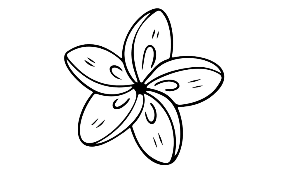 Sketsa Bunga Kamboja