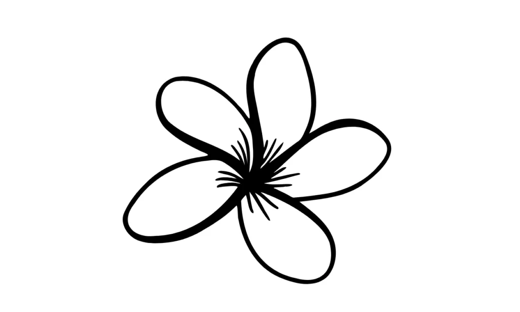 Sketsa Bunga Kamboja