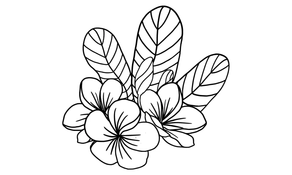 Sketsa Bunga Kamboja