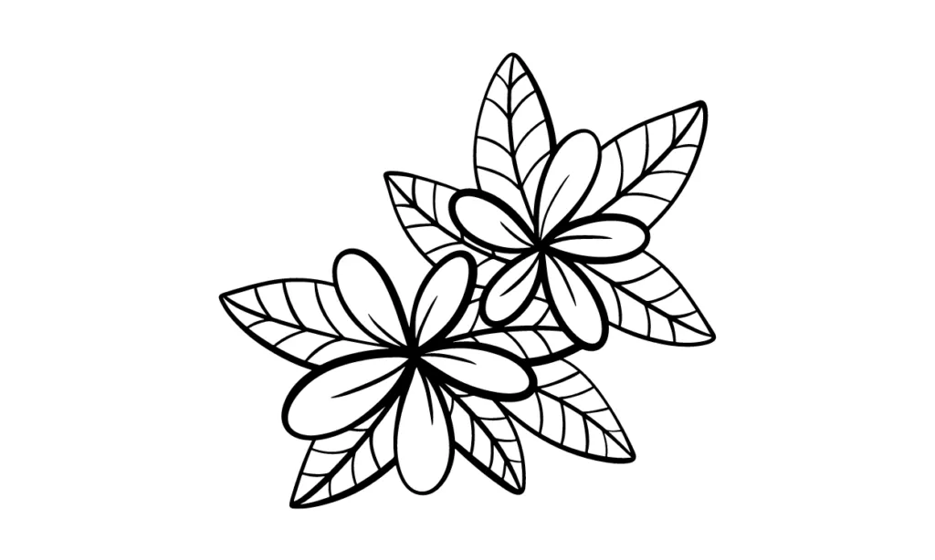 Sketsa Bunga Kamboja