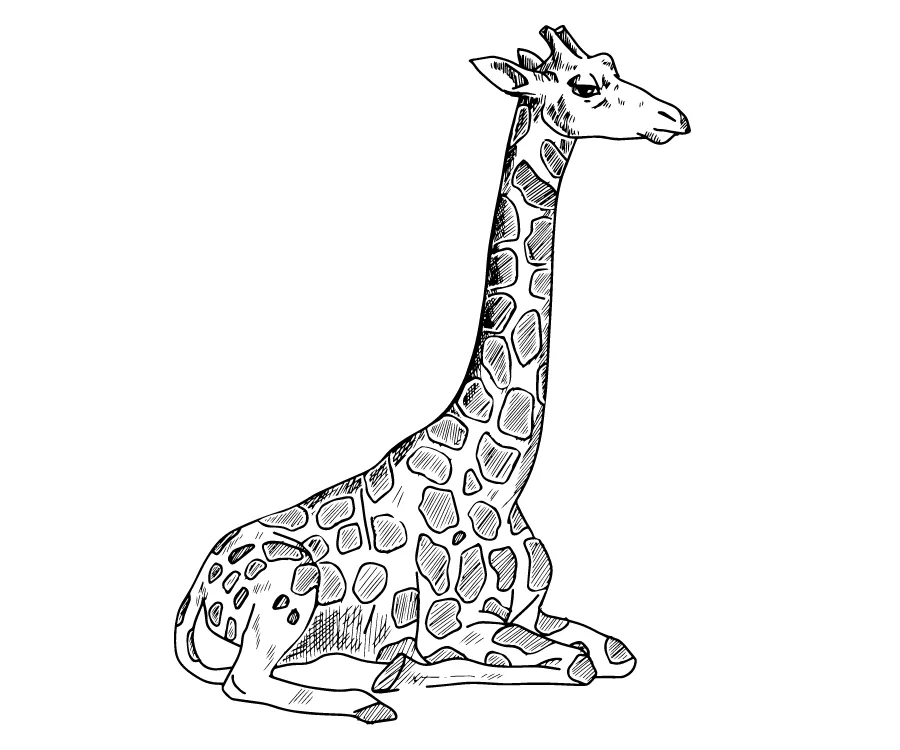 Kumpulan Sketsa Gambar Jerapah Terbagus dan Terlengkap 7 Sketsa Gambar Jerapah