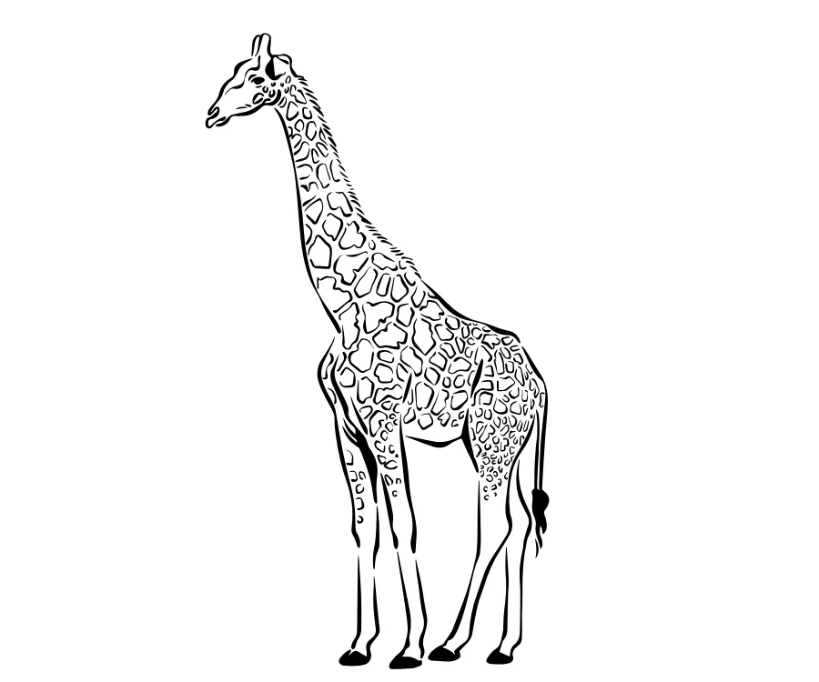 Kumpulan Sketsa Gambar Jerapah Terbagus dan Terlengkap 3 Sketsa Gambar Jerapah