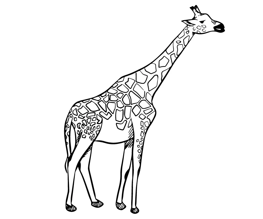 Kumpulan Sketsa Gambar Jerapah Terbagus dan Terlengkap 2 Sketsa Gambar Jerapah
