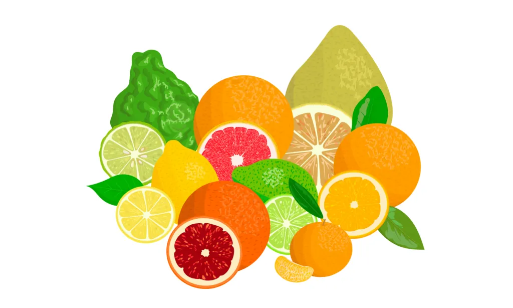 Kumpulan Gambar Buah-Buahan Kartun Terbagus dan Terlengkap 14 Gambar Buah-Buahan Kartun