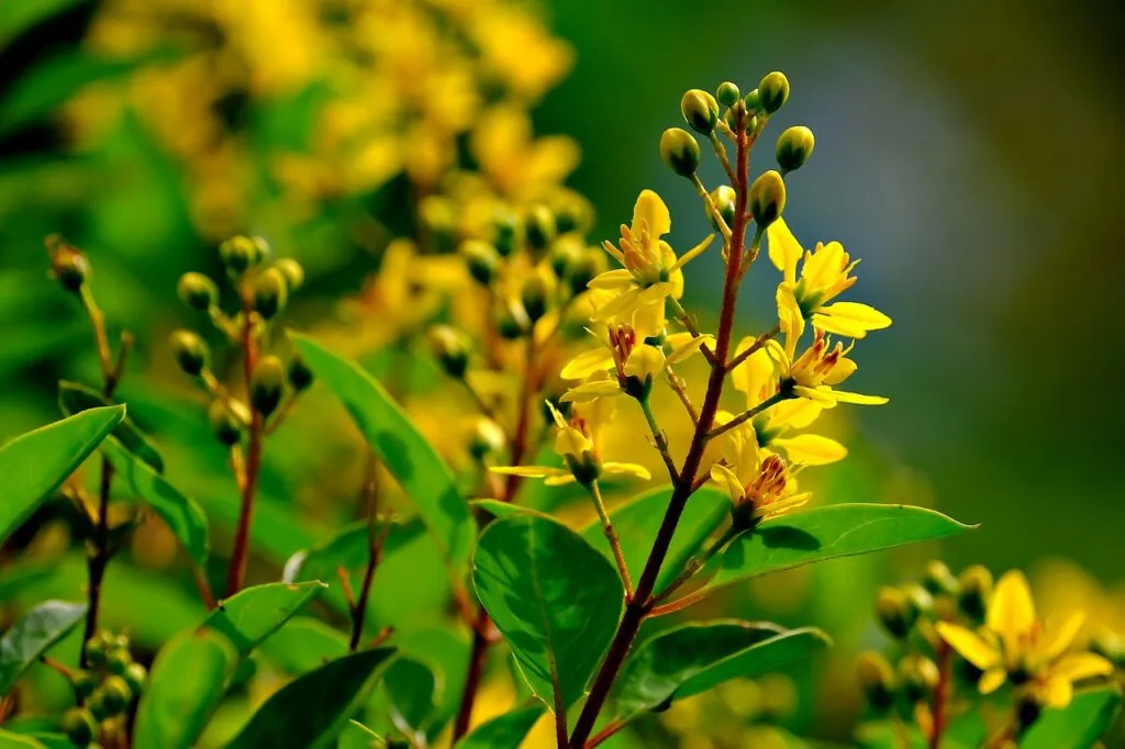 Kumpulan Gambar Bunga Kecil Terbagus dan Terlengkap 21 Gambar Bunga Kecil