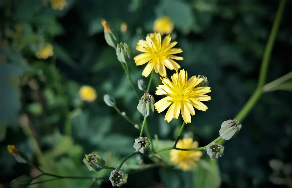Kumpulan Gambar Bunga Kecil Terbagus dan Terlengkap 3 Gambar Bunga Kecil