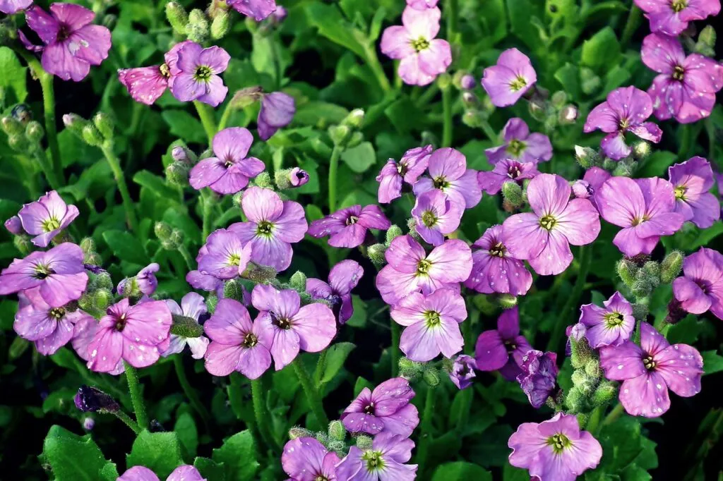 Kumpulan Gambar Bunga Kecil Terbagus dan Terlengkap 24 Gambar Bunga Kecil