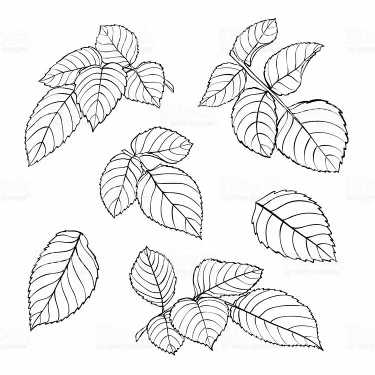 Gambar Daun Yang Mudah