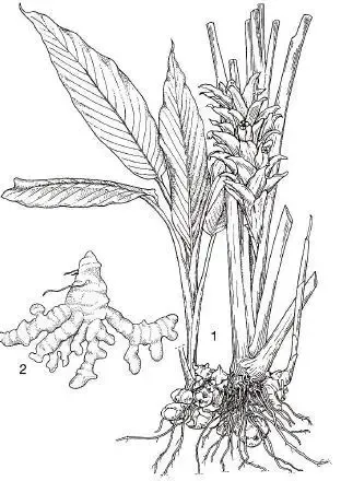 Gambar Daun Yang Mudah