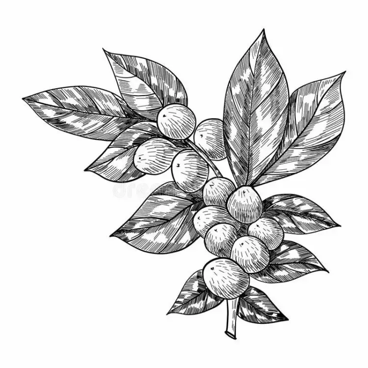 Gambar Daun Yang Mudah