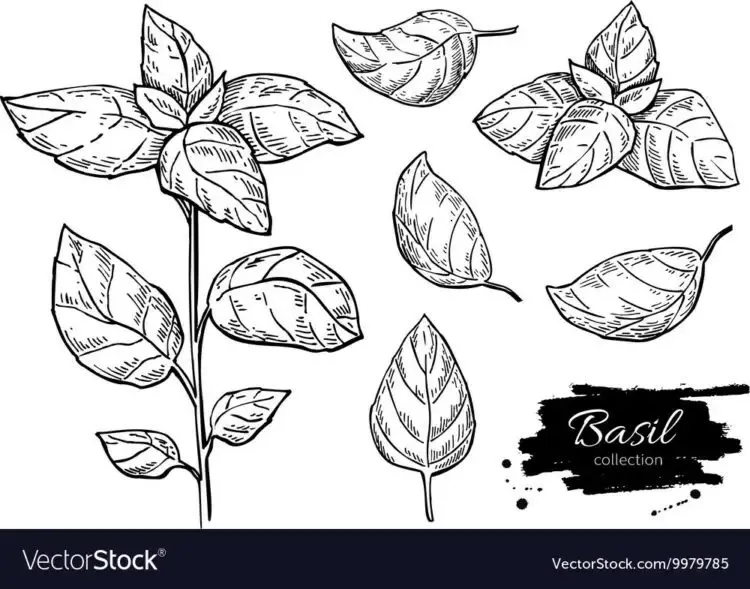 Gambar Daun Yang Mudah