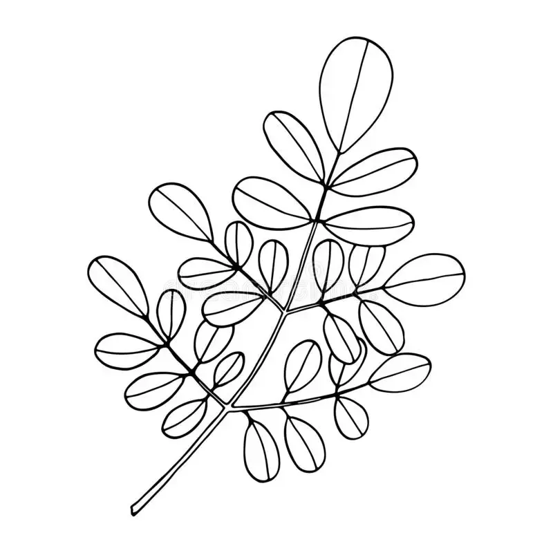 Gambar Daun Yang Mudah