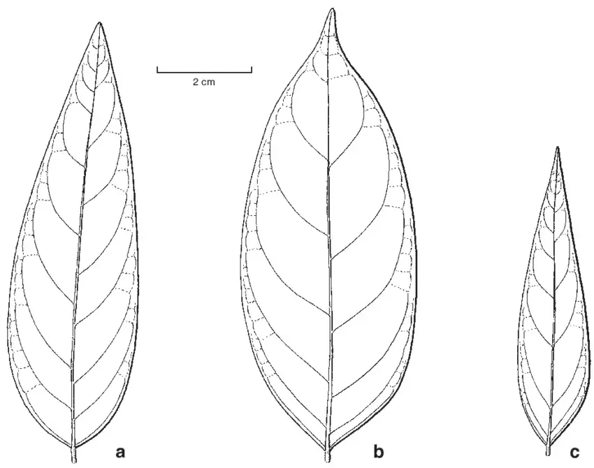 Gambar Daun Yang Mudah