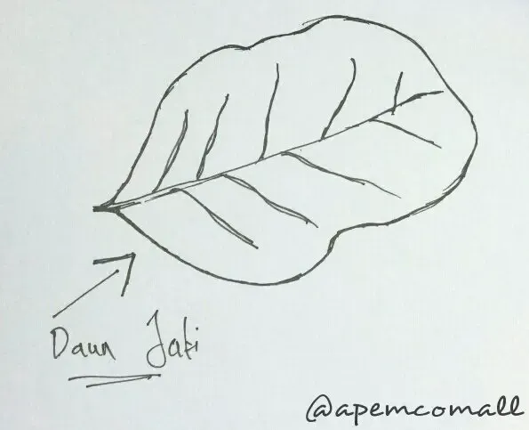 Gambar Daun Yang Mudah