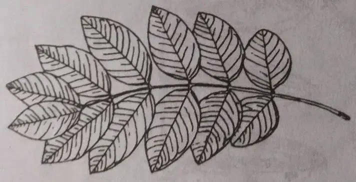 Gambar Daun Yang Mudah