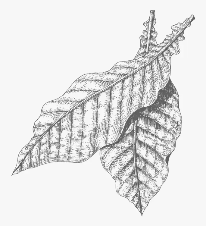 Gambar Daun Yang Mudah