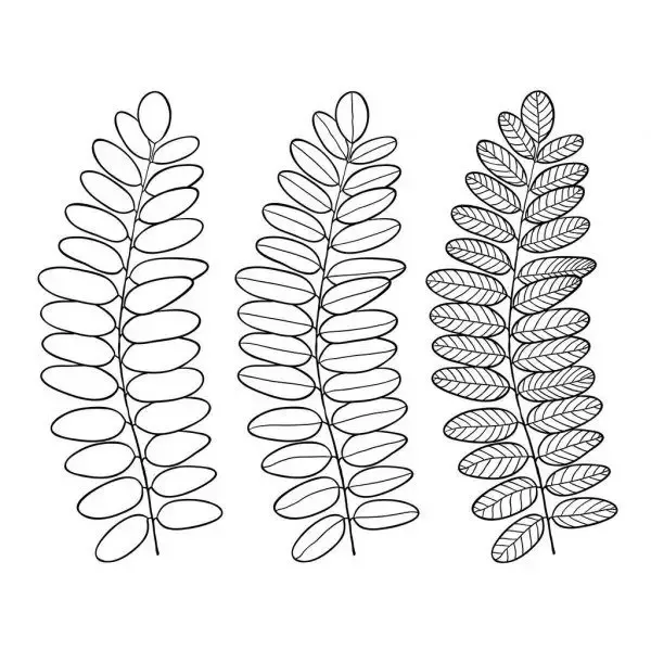 Gambar Daun Yang Mudah