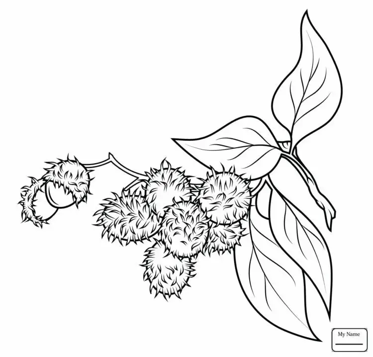 Gambar Daun Yang Mudah