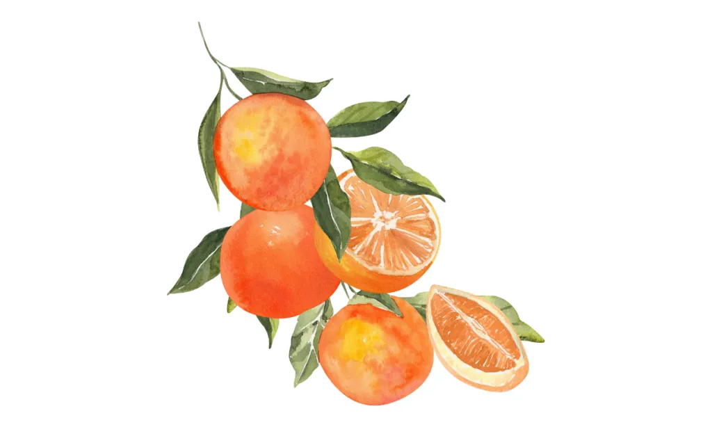 Kumpulan Gambar Jeruk Kartun Terbagus dan Terlengkap 5 Gambar Jeruk Kartun