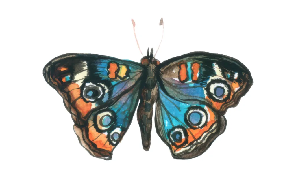 Gambar Kupu-Kupu Kartun