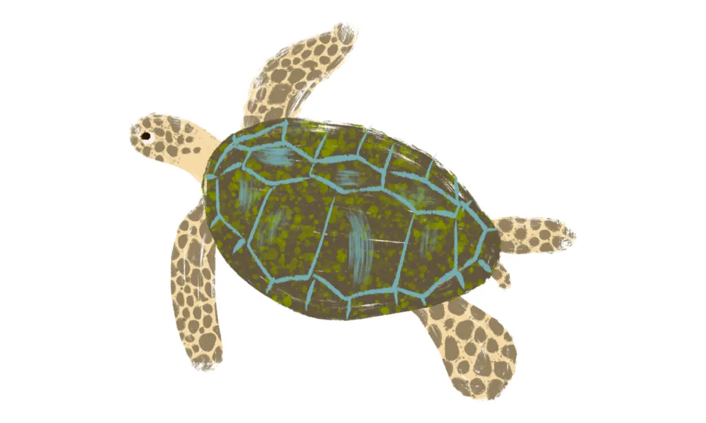 Kumpulan Gambar Kura-Kura Kartun Terbagus dan Terlengkap 10 Gambar Kura-Kura Kartun