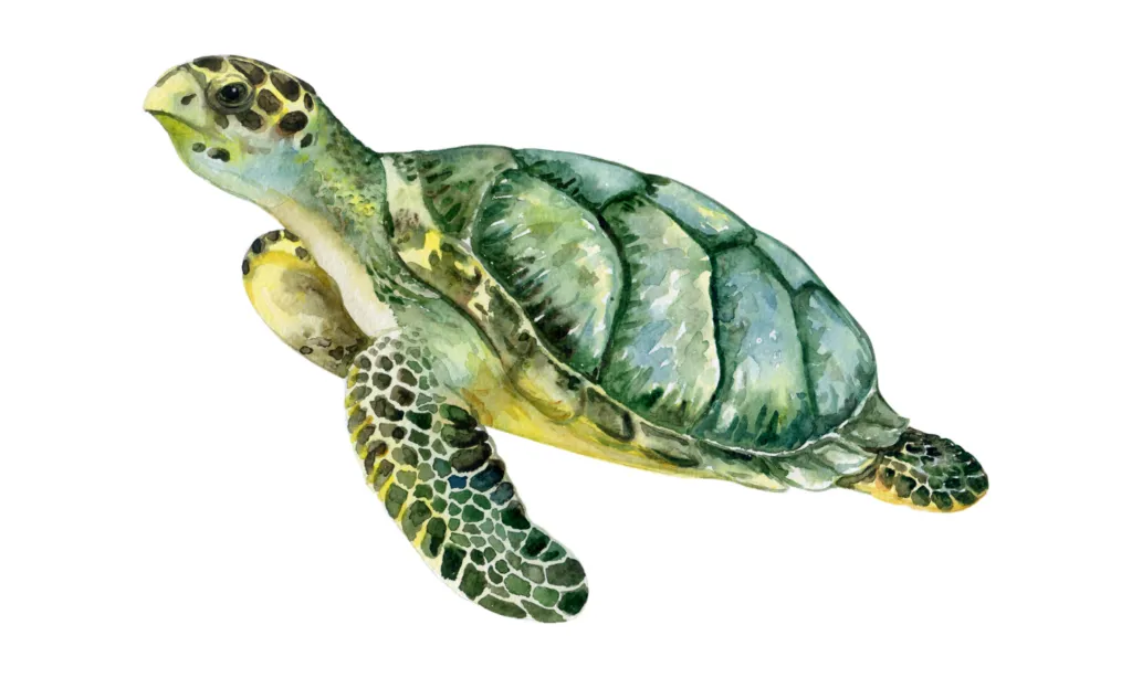 Kumpulan Gambar Kura-Kura Kartun Terbagus dan Terlengkap 3 Gambar Kura-Kura Kartun