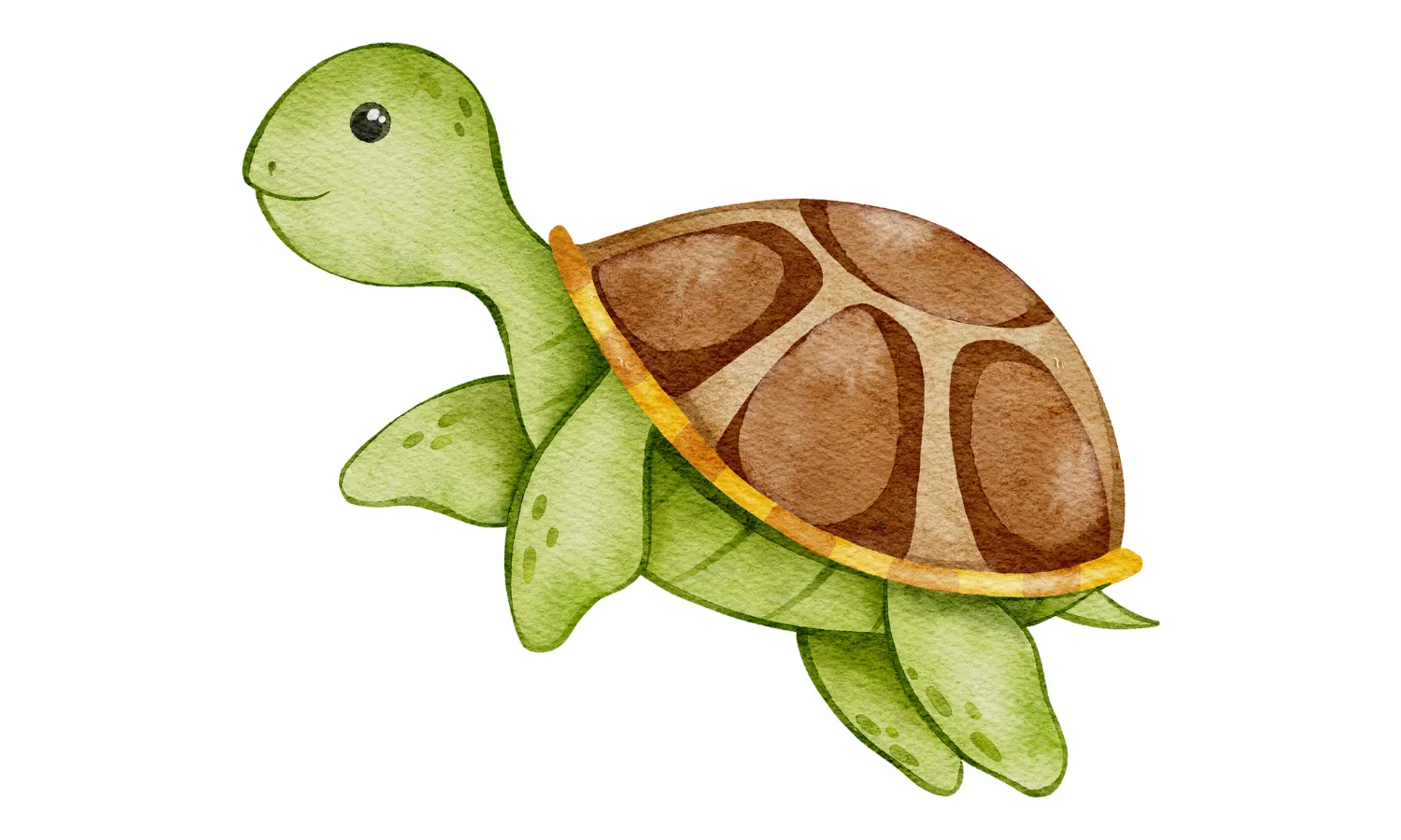 Kumpulan Gambar Kura-Kura Kartun Terbagus dan Terlengkap 2 Gambar Kura-Kura Kartun