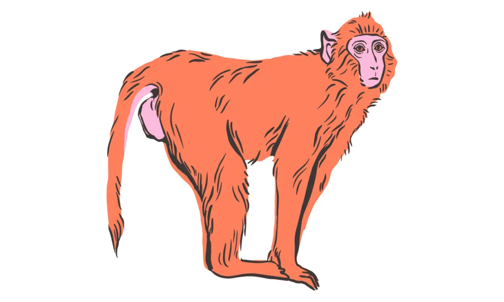 Gambar Monyet Kartun