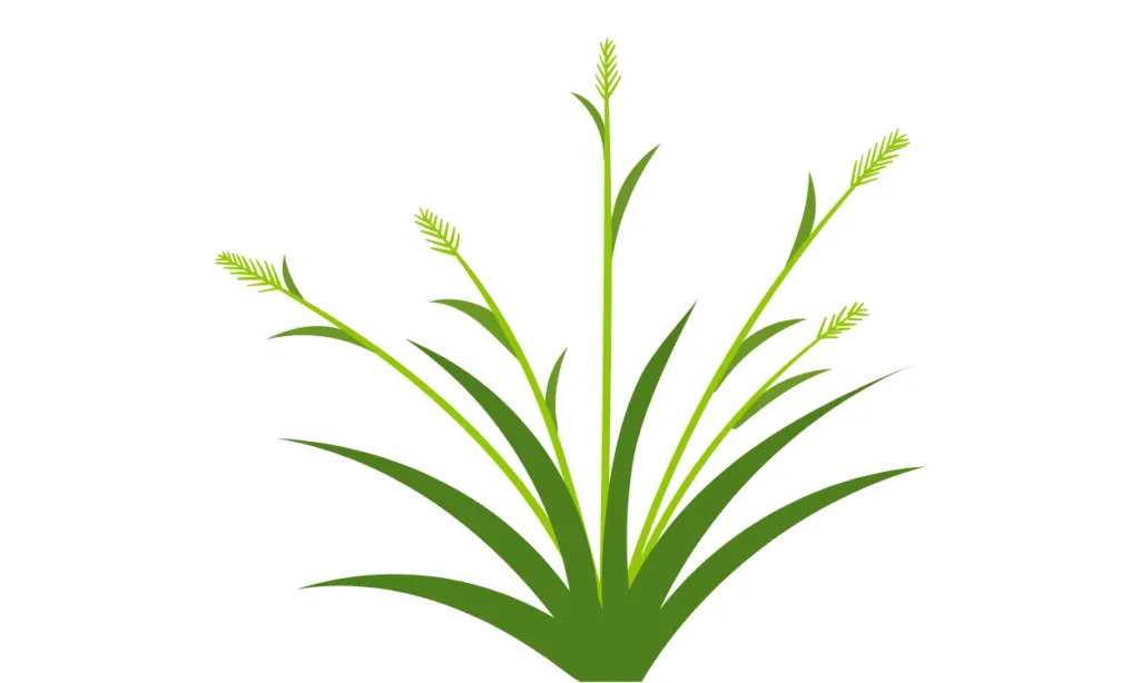 Gambar Rumput Kartun