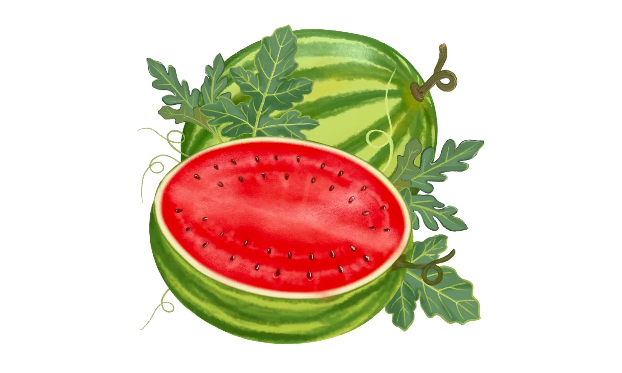 Kumpulan Gambar Semangka Kartun Terbagus dan Terlengkap 2 Gambar Semangka Kartun