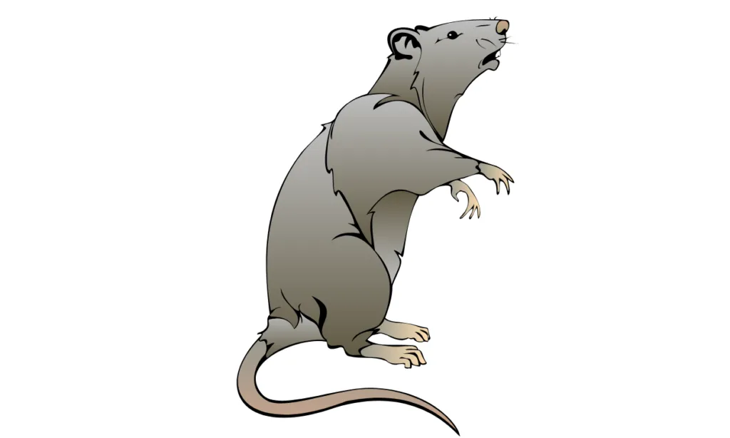 Kumpulan Gambar Tikus Kartun Terbagus dan Terlengkap 2 Gambar Tikus Kartun