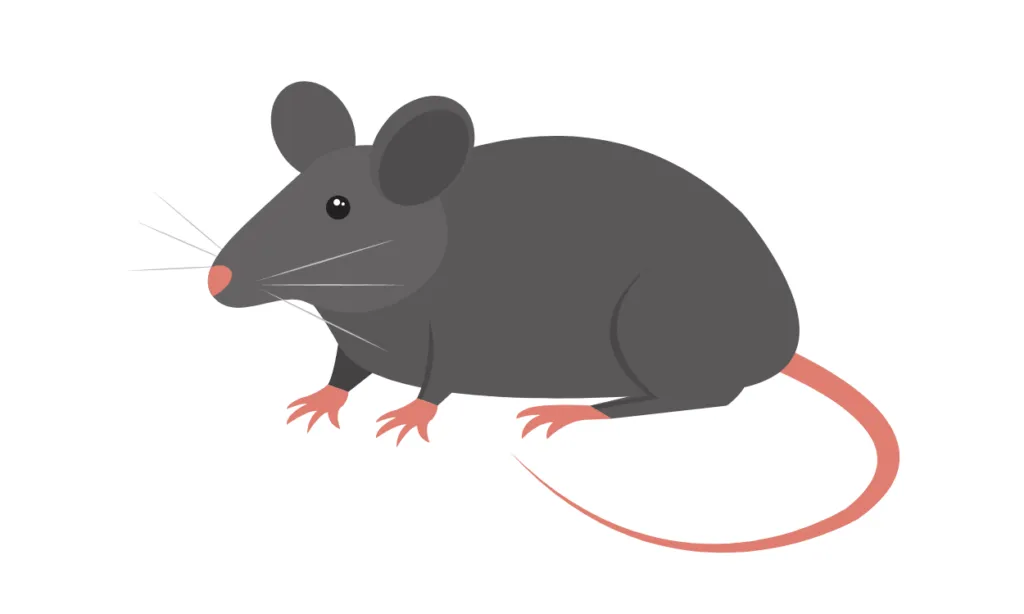 Kumpulan Gambar Tikus Kartun Terbagus dan Terlengkap 13 Gambar Tikus Kartun