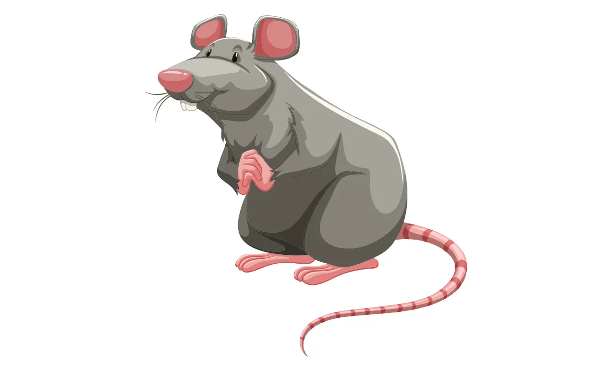 Kumpulan Gambar Tikus Kartun Terbagus dan Terlengkap 12 Gambar Tikus Kartun