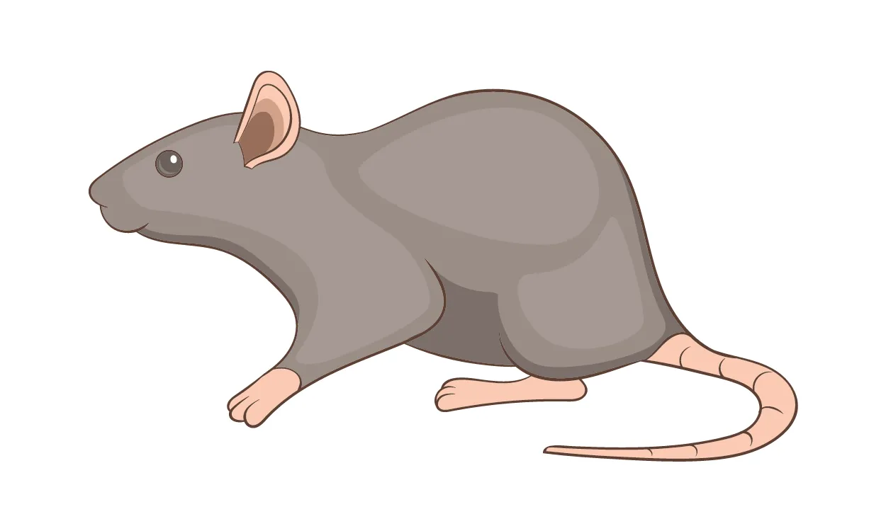 Kumpulan Gambar Tikus Kartun Terbagus dan Terlengkap 10 Gambar Tikus Kartun