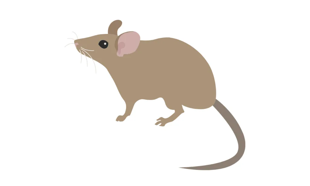 Kumpulan Gambar Tikus Kartun Terbagus dan Terlengkap 6 Gambar Tikus Kartun