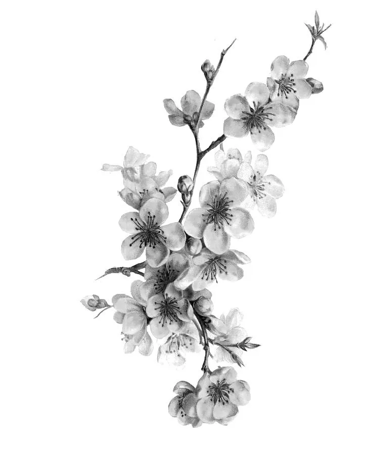 Kumpulan Sketsa Gambar Bunga Sakura Terbagus dan Terlengkap 16 Sketsa Gambar Bunga Sakura