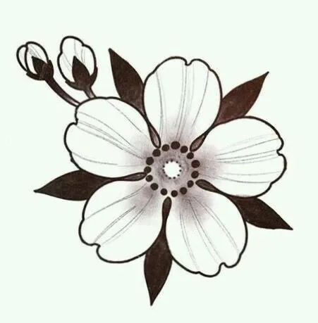 Kumpulan Sketsa Gambar Bunga Sakura Terbagus dan Terlengkap 15 Sketsa Gambar Bunga Sakura