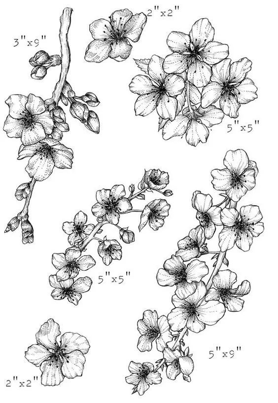 Kumpulan Sketsa Gambar Bunga Sakura Terbagus dan Terlengkap 10 Sketsa Gambar Bunga Sakura