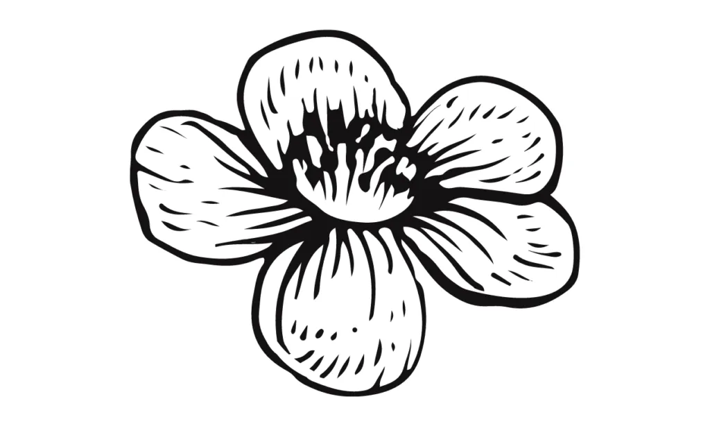 Kumpulan Sketsa Gambar Bunga Sakura Terbagus dan Terlengkap 8 Sketsa Gambar Bunga Sakura