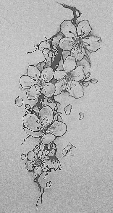 Kumpulan Sketsa Gambar Bunga Sakura Terbagus dan Terlengkap 24 Sketsa Gambar Bunga Sakura