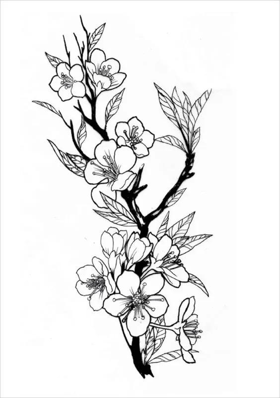 Kumpulan Sketsa Gambar Bunga Sakura Terbagus dan Terlengkap 23 Sketsa Gambar Bunga Sakura