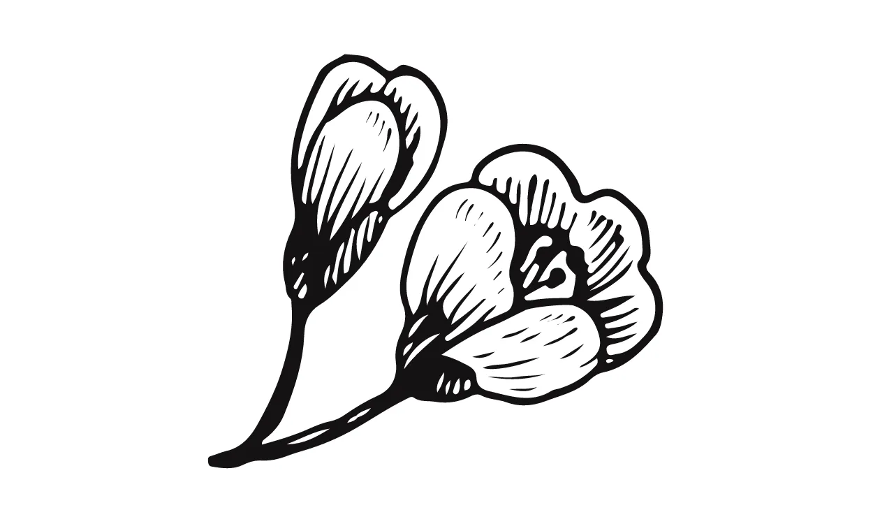 Kumpulan Sketsa Gambar Bunga Sakura Terbagus dan Terlengkap 7 Sketsa Gambar Bunga Sakura