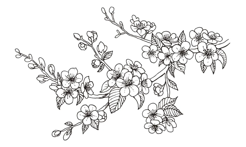 Kumpulan Sketsa Gambar Bunga Sakura Terbagus dan Terlengkap 6 Sketsa Gambar Bunga Sakura