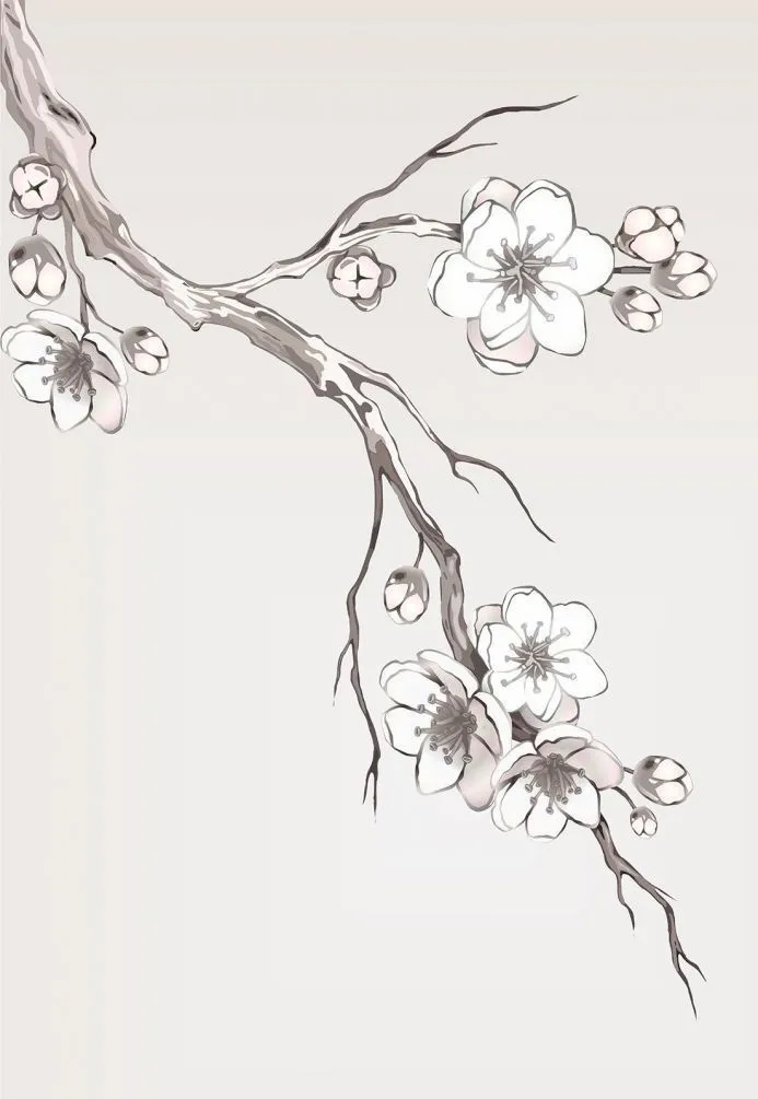 Kumpulan Sketsa Gambar Bunga Sakura Terbagus dan Terlengkap 22 Sketsa Gambar Bunga Sakura