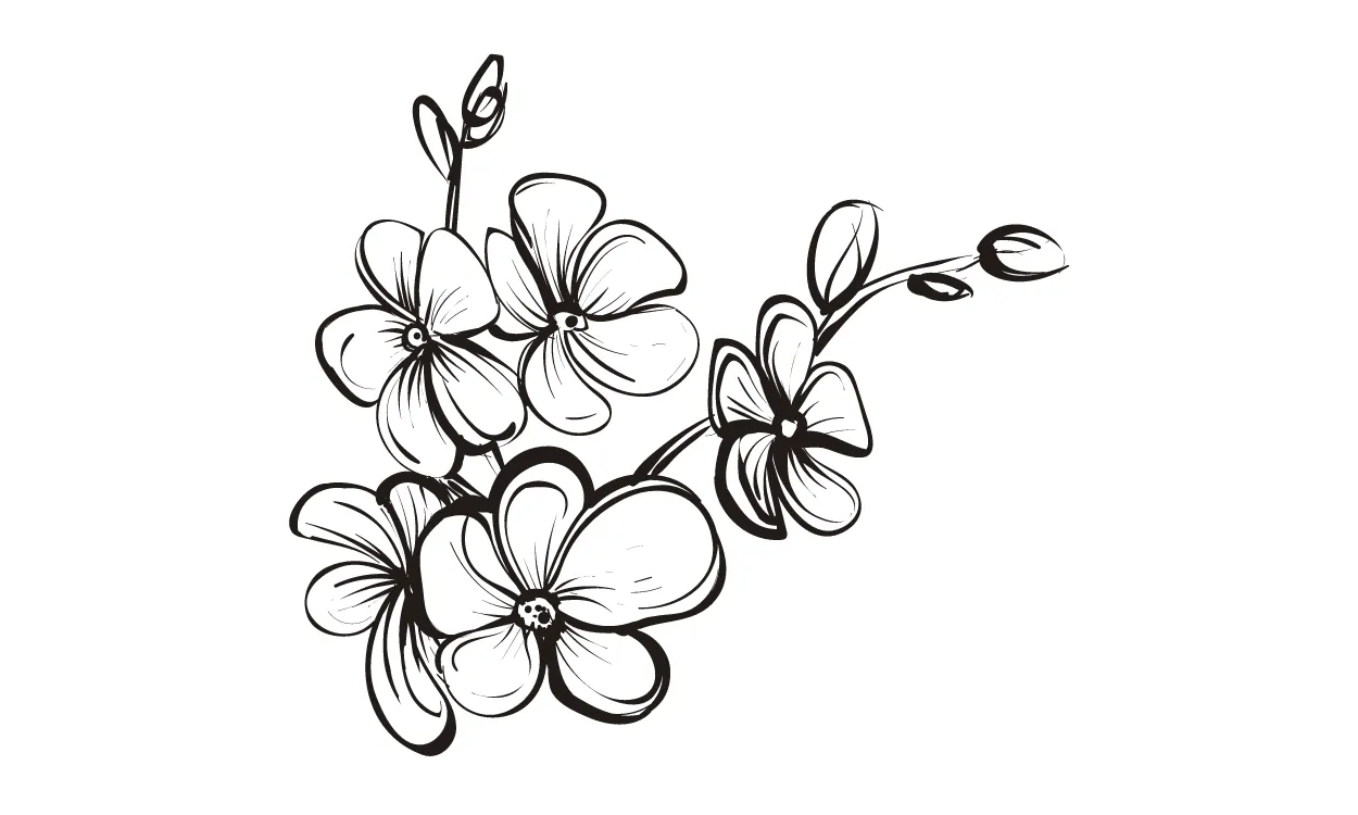 Kumpulan Sketsa Gambar Bunga Sakura Terbagus dan Terlengkap 5 Sketsa Gambar Bunga Sakura