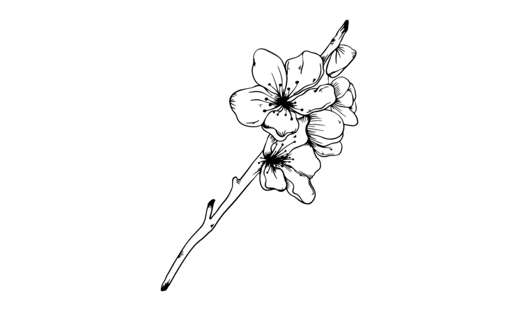 Kumpulan Sketsa Gambar Bunga Sakura Terbagus dan Terlengkap 4 Sketsa Gambar Bunga Sakura